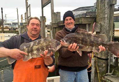 Steven Forsberg Sr. and Stan Dacuk of Montauk landed these double-digit blackfish on Saturday.