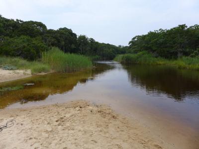 Fresh Pond creek in Amagansett, where water tests by a private group have indicated the presence of potentially dangerous bacteria several times this summer. East Hampton Town officials have not officially responded.