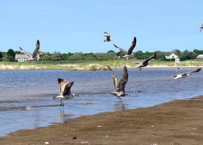 Gulls at the Atlantic Ocean end of Georgica Pond. A blue-green algae bloom detected in the pond's water has led to a call for an emergency opening to allow it to drain and be refilled with seawater.