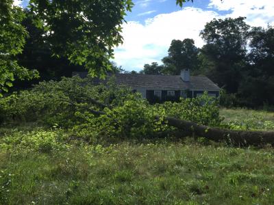 Southampton Town officials are taking over the maintenance of 65 Audubon Avenue in Bridgehampton. They property has overgrown vegetation and an improperly secured pool filled with stagnant water.