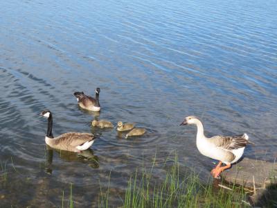 The wayward goose, perched on a rock, is believed to be a hybrid of a Pilgrim goose and a Chinese goose, and has taken up residence with a pair of Canada geese and their goslings on Fort Pond.