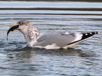 A gull at Otter Pond in Sag Harbor, one of a flock observed feeding on menhaden as ice began to form about two weeks ago.