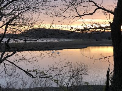 In the fading light, swans foraged in a Mashomack pond at the edge of the Shelter Island Sound.