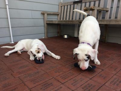 Rico, right, and Gina, left, may be deaf and blind respectively, but like many dogs, they go right for a slipper to chew on.