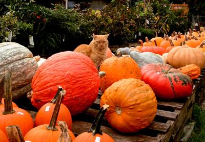 Cat got your pumpkin? Don’t worry, there’s more where that came from, now that it’s fall on the South Fork and vegetables like cauliflower, kale, turnips, and winter squash — such as pumpkins — are in great supply.