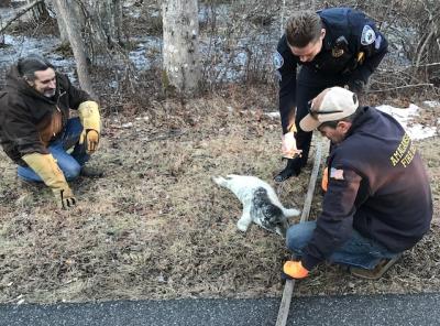 Rescuers scrambled to keep a seal pup from escaping on Bendigo Road in Amagansett on Tuesday afternoon.