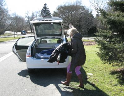 Jane Gill, a transport volunteer with the Evelyn Alexander Wildlife Rescue Center, carried the mute swan injured near Town Pond to her car.