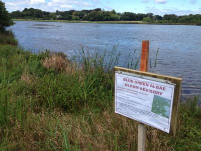 Blue-Green Algae in East Hampton's Hook Pond | The East Hampton Star