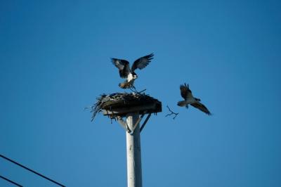 The Water Mill osprey