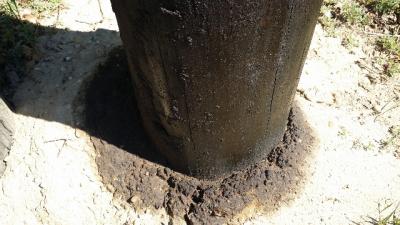 The soil around a PSEG pole on Town Lane