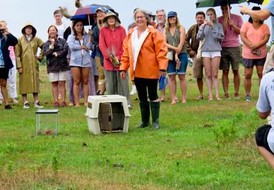 The bobwhites have flown the coop. Jessica James of Montauk stood by an empty cage after helping to release juvenile bobwhite quail at Montauk County Park on Saturday.