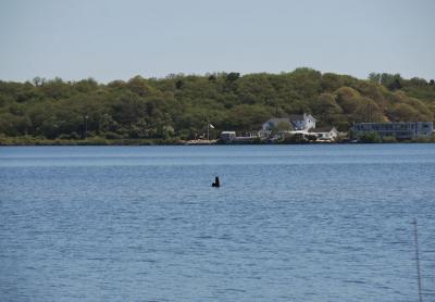 A stump poking above the water in Montauk’s Fort Pond is all that remains of what was once a small island known as Brushy Island.