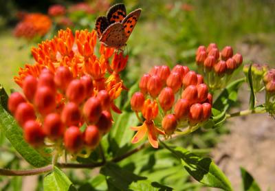 The orange flowers of the milkweed Asclepias tuberosa, a.k.a. butterfly weed, are attractive to monarchs and other butterflies.