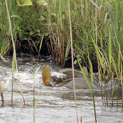 Even for an experienced local fisherman, seeing carp in the 10-pound range in East Hampton’s Hook Pond last week was a surprise.