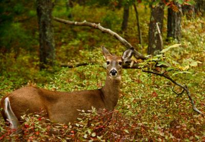 “What are the deer thinking about?” the Star’s “Nature Notes” columnist often wonders.