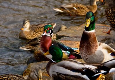 Of all the vertebrates, birds exhibit the showiest sexual dimorphism, as seen at the Nature Trail in East Hampton Village, where the colorful male wood duck and mallard outshine their female counterparts.
