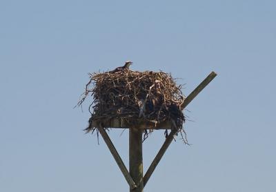 An osprey atop a pole near Multi Aquaculture Systems on Cranberry Hole Road