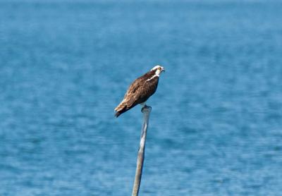 Even in the early days of fall we can still see an osprey or two around.