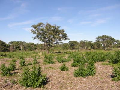 Following the recent clearing of some 20 acres in the Montauk moorlands, what remains are white oaks, black oaks, and black cherries. The question is: What will grow back in the cleared area?