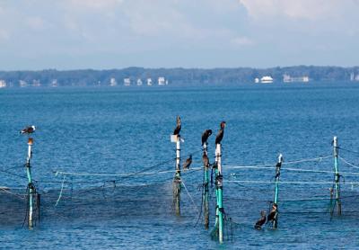Cormorants and gulls are among the birds that perch on the poles and nets of a long-established pound trap off Long Beach in Noyac.