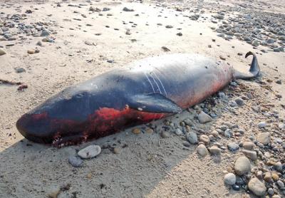 A pygmy pilot whale was found beached east of Shagwong Point in Montauk in May 2016 along with another smaller whale.