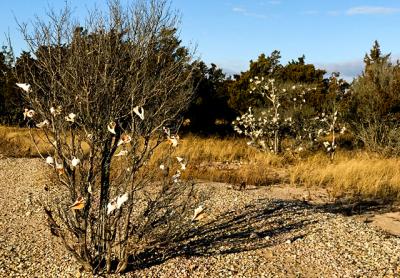 During a bird count last month in the Cedar Point to Grace Estate area, Victoria Bustamante came across these trees decorated with shells.