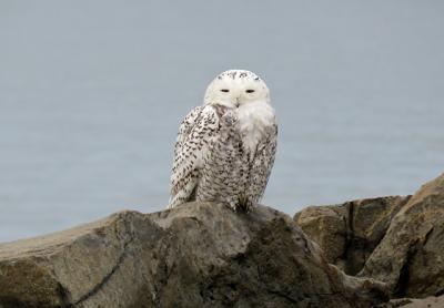 A snowy owl made a stop at the east jetty by the Montauk inlet on Saturday afternoon. The arctic birds move south during the winter, with eastern Long Island and the Great Lakes region generally being the southernmost points of their range.
