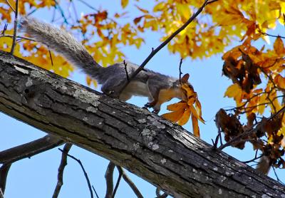 A gray squirrel carried a leaf for a drey it was building in a tree in Sag Harbor.
