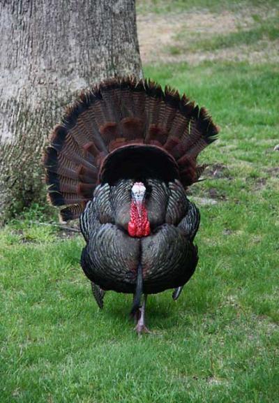 Why Do Turkeys Spread Their Tail Feathers