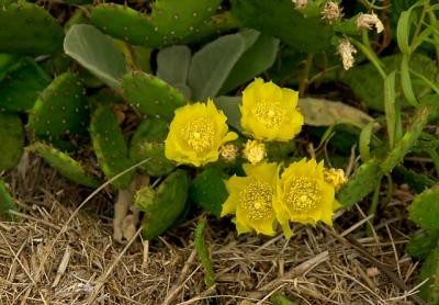 The prickly pear cactus, the only cactus species east of the Mississippi, has yellow flowers that give way to pulpy oval fruits.