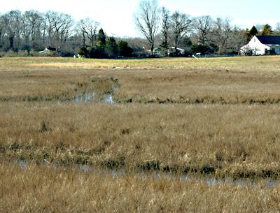 Old pathways along the margins of Accabonac Creek can be seen by those who know what they are looking for.