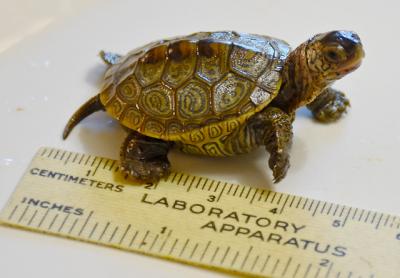 Jean Held spotted this eastern diamondback terrapin hatchling at Havens Beach in Sag Harbor last week and helped it to safety at Little Northwest Creek.