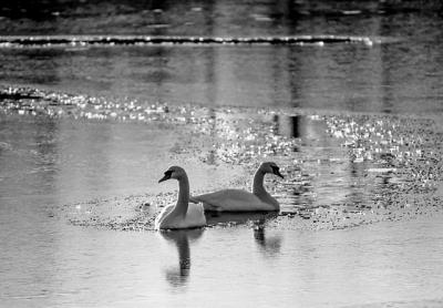 Mute swans, like these photographed a little farther west, were seen in decent numbers during the Montauk Christmas Bird Count on Dec. 15.