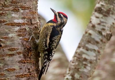 One yellow-bellied sapsucker alive and well at a feeder in Sag Harbor and the other, below, also in Sag Harbor, the victim of a window-strike.
