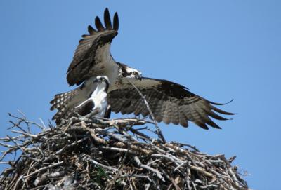 Ospreys remain together year after year, returning to the same nests each year, sometimes for decades.