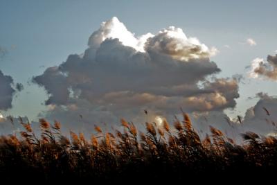 Phragmites block sunlight.