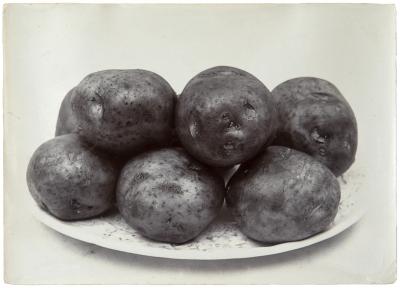 "Potato, Red Round" is one of the plain descriptive titles with which Charles Jones labeled the photographs he took of his garden's bounty.