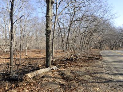 Charred leaves and burned trees remained at the site on Red Dirt Road, Amagansett, where a man was killed late Friday.