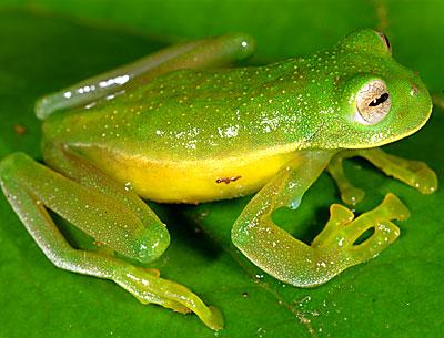 This newly discovered glass frog species is electric green with partially translucent skin, yellow spots, and a yellow underbelly.