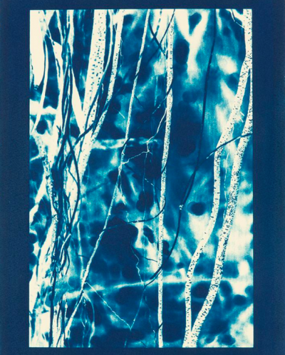 Laurie Lambrecht's "Lightning," a cyanotype on rag paper from 2014