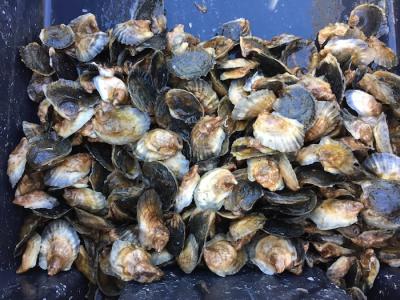 An oyster-garden program started two years ago in Three Mile Harbor will expand this year, allowing 40 "gardeners" to harvest half of the 1,000 oysters they tend from seed to maturity.