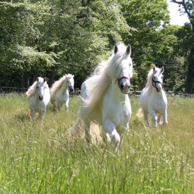 Four Shire horses are now in residence at the Dune Alpin Farm in East Hampton.