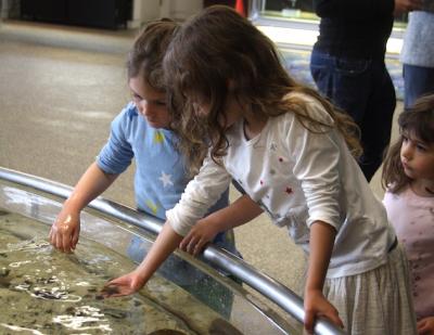 Kids can get up close to a variety of marine life in an open aquarium at the South Fork Natural History Museum in Bridgehampton.