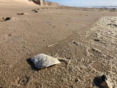 A piece of a Styrofoam cup on the ocean beach. A new ban on polystyrene in the town points to its prevalence among litter.