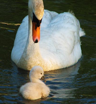 A swan and its cygnet