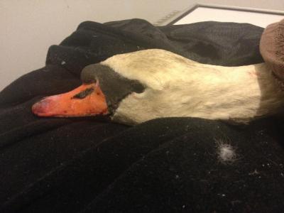 The injured swan at Dr. Jonathan Turetsky's office