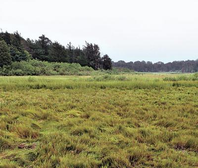 In the view from the Pollock-Kranser House there is much to please the eye. The glasswort, or samphire, is turning bright scarlet, little salt-marsh gerardia a half-foot tall are displaying their tiny magenta flowers tucked between grass stems.