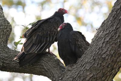 In recent years turkey vultures have been seen in Montauk, perhaps for the first time ever.