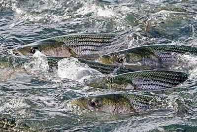 Striped bass populations seem to be on the wane, but the decline is probably not due to overfishing, experts said.