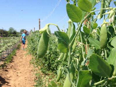 The Amber Waves pea patch in June 2016